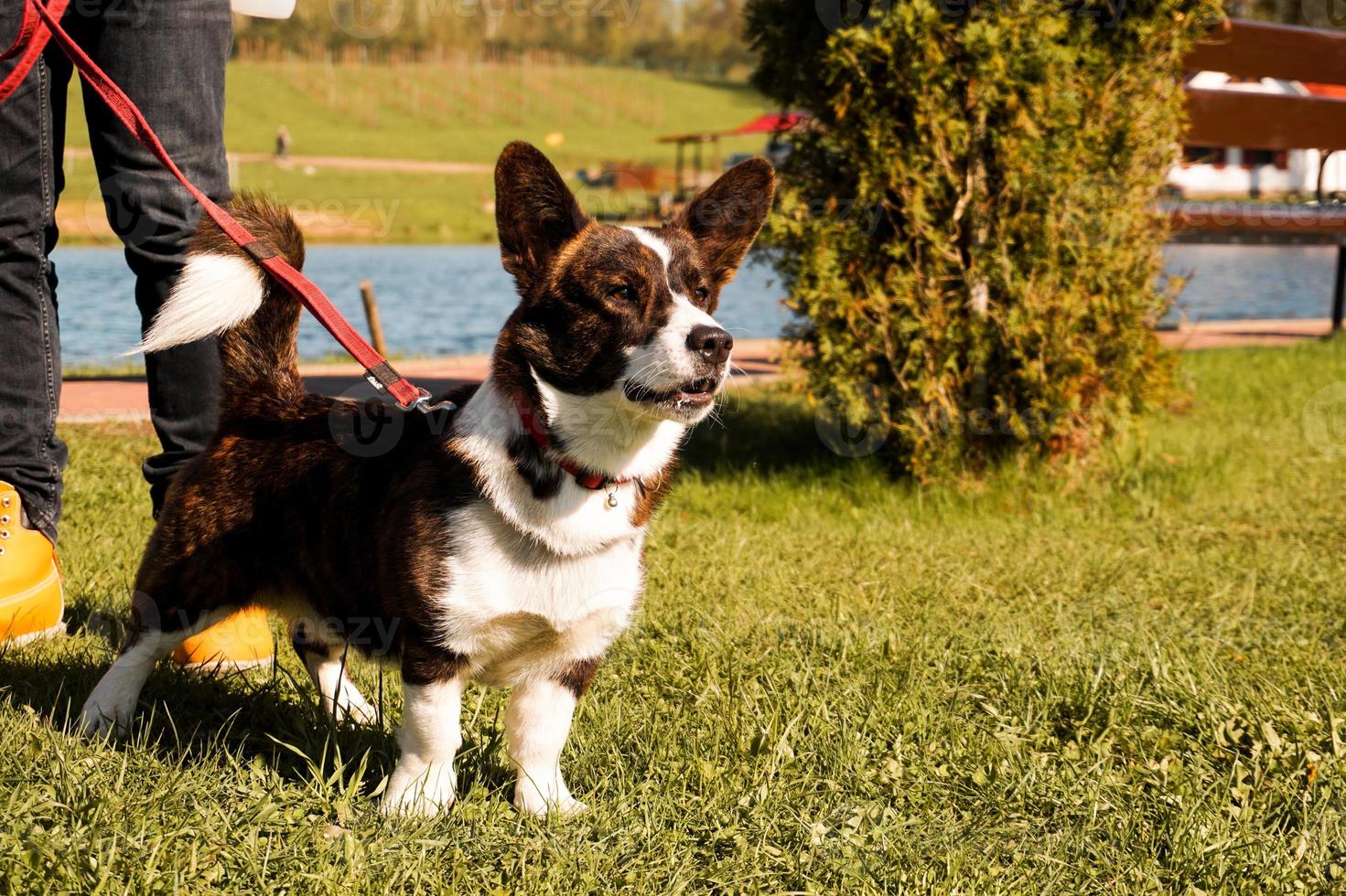 corgi marrom em uma coleira na grama verde. caminhar em um dia ensolarado. animal de estimação feliz foto