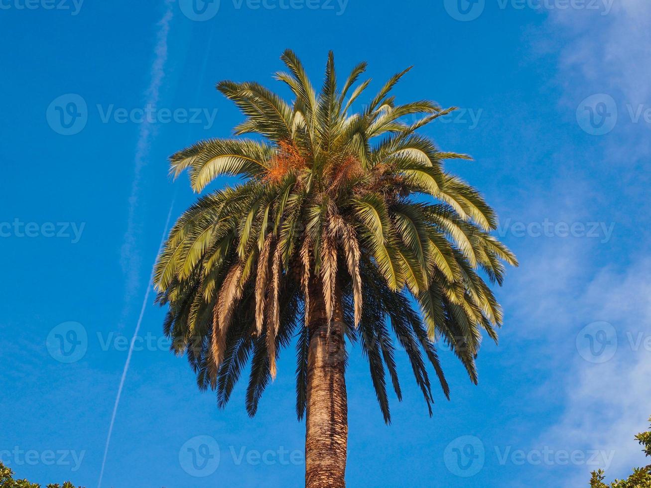 palmeira sobre o céu azul foto