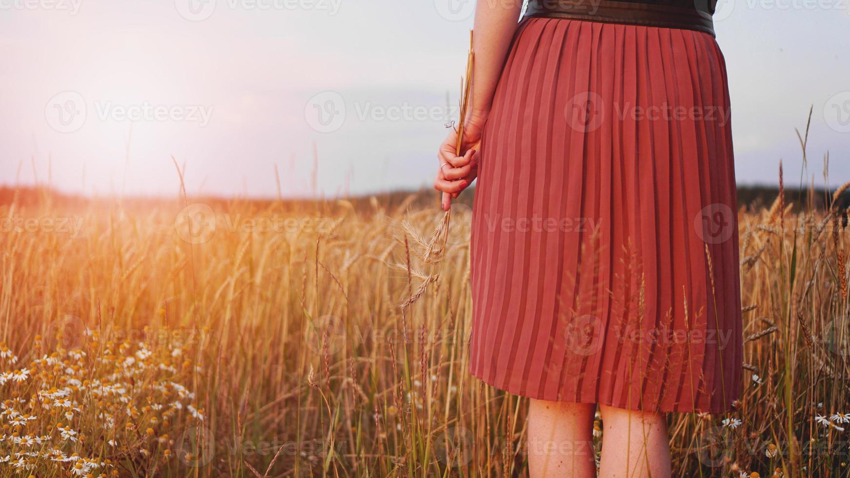 mulher em campo de trigo, mulher segura espiga de trigo na mão foto