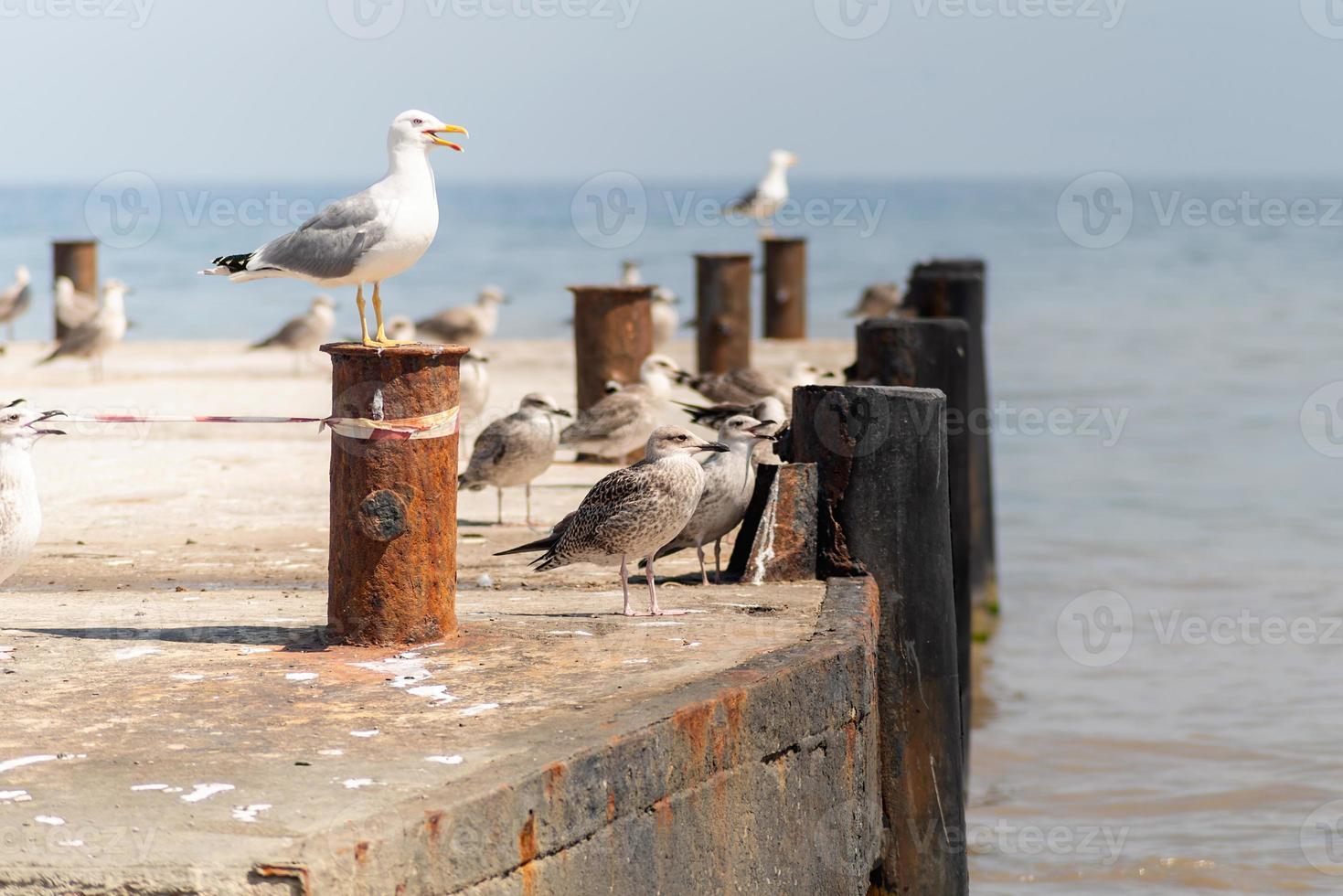 gaivotas se aglomeram na costa do mar negro foto