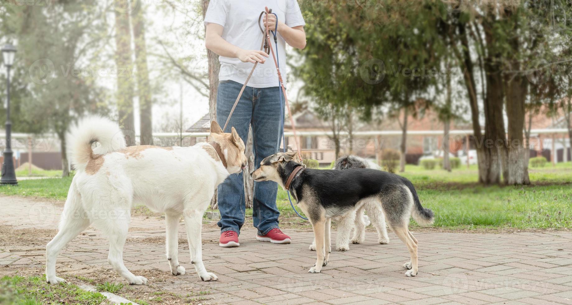 caminhante profissional do sexo masculino passeando com uma matilha de cães na trilha do parque foto