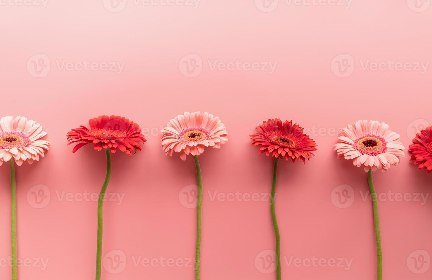 margaridas gerbera vermelhas e rosa em um fundo cru em um rosa foto