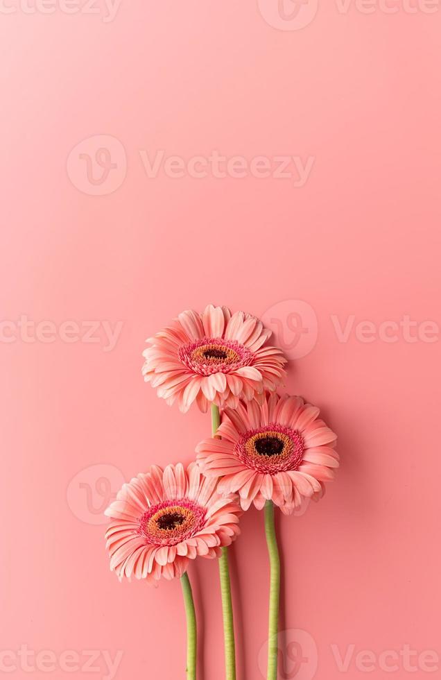 três margaridas gerbera em um fundo rosa foto