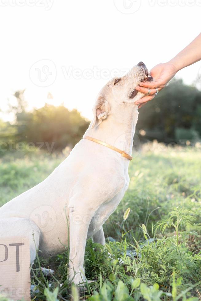 cão fofo de raça misturada no parque esperando para ser adotado foto