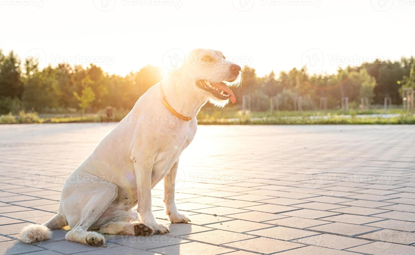 cão fofo solitário de raça misturada sentado no parque ao pôr do sol foto