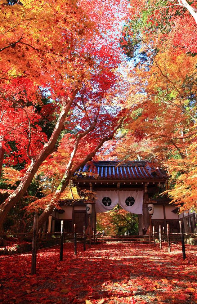 lindas folhas de outono em komyoji kyoto japão foto