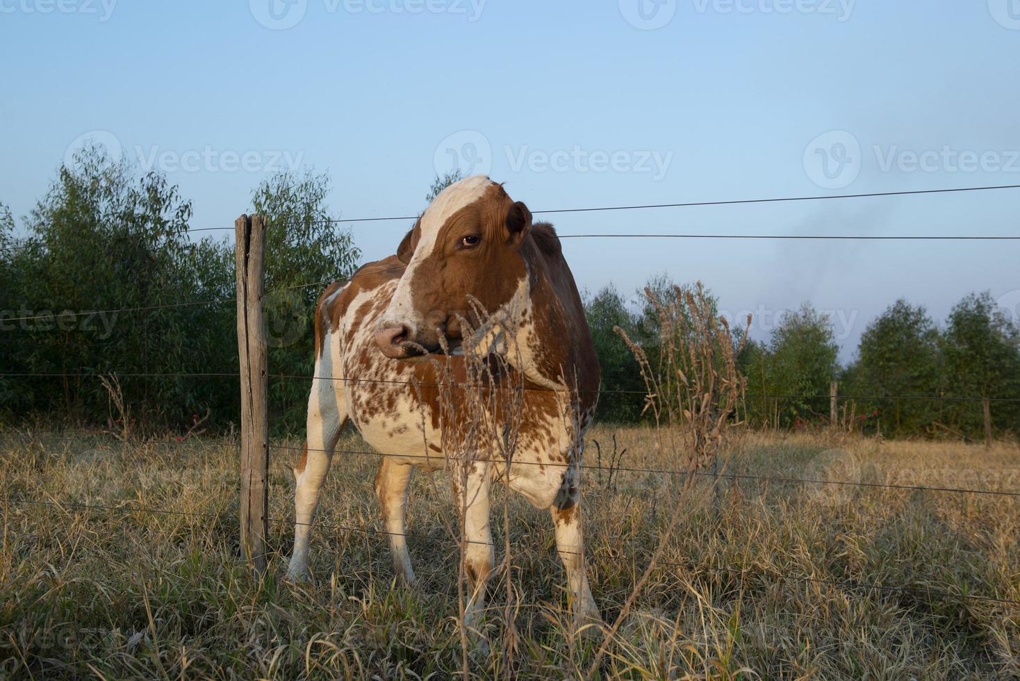 Vaca holandesa com manchas marrons e brancas holstein frisão foto