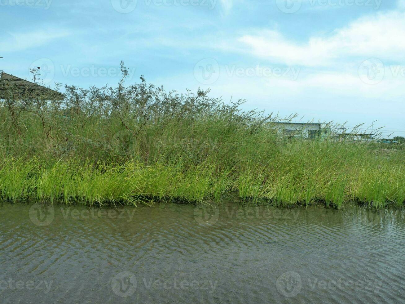 verde Relva azul céu nublado branco fundo papel de parede montanha Colina água natureza meio Ambiente árvore plantar folha lago floresta viagem panorama campo cênico rio lindo Visão floresta caminhada pico alcance foto