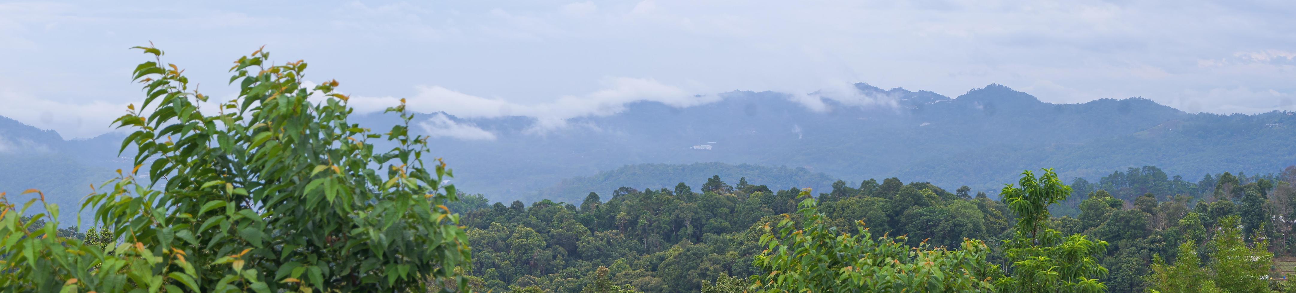 panorama, névoa na montanha atrás da floresta verde foto