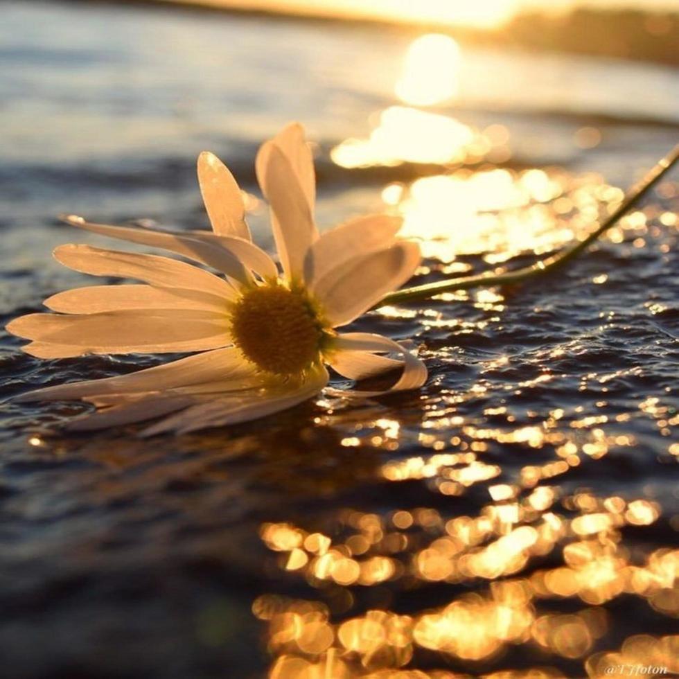 flor na água foto