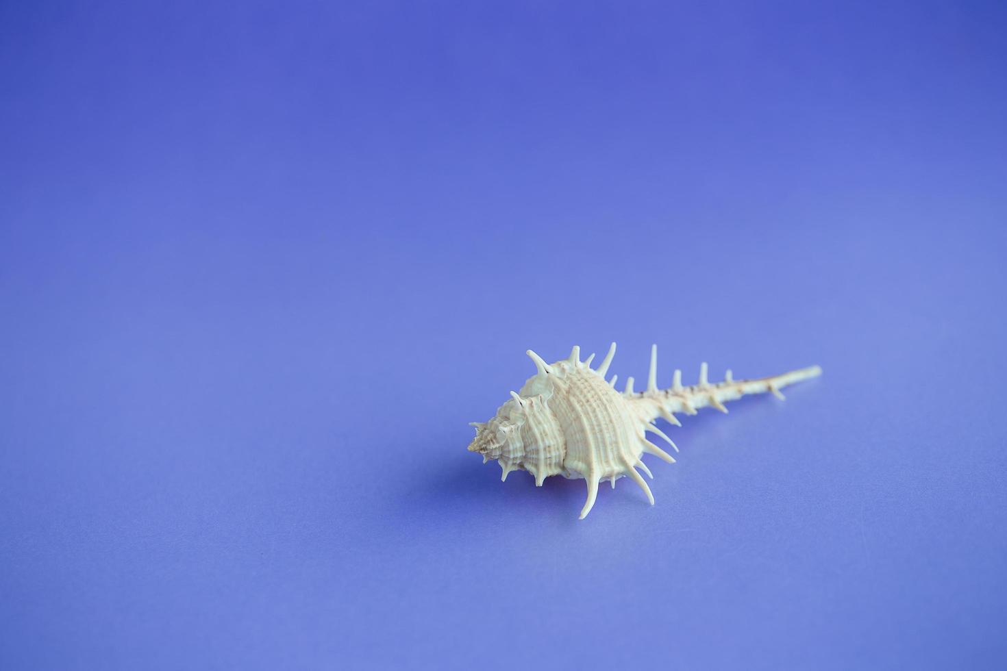 conchas do mar dispostas isoladamente em um fundo azul foto