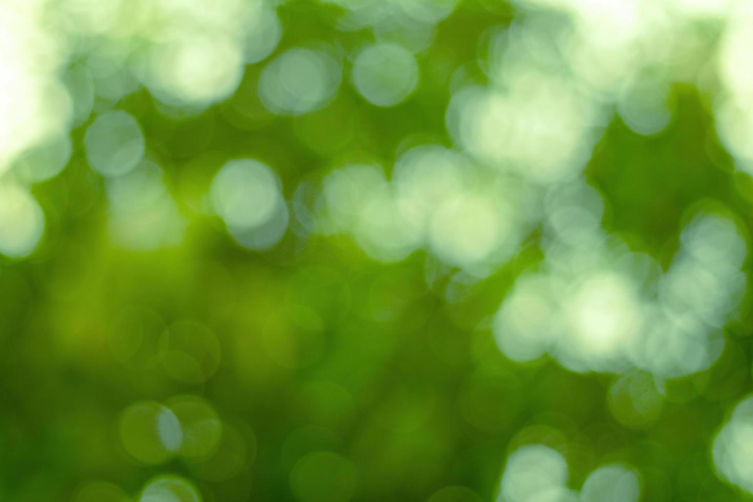 borrão abstrato com bokhe de luz por entre as árvores verdes foto