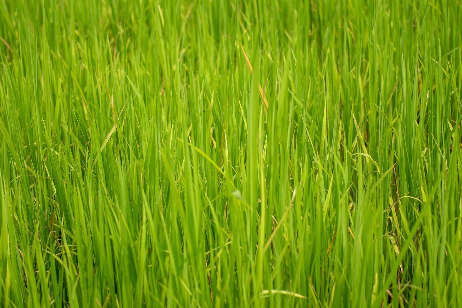 bela vista abstrata de jovens plantas de arroz, vista de campos de arroz foto