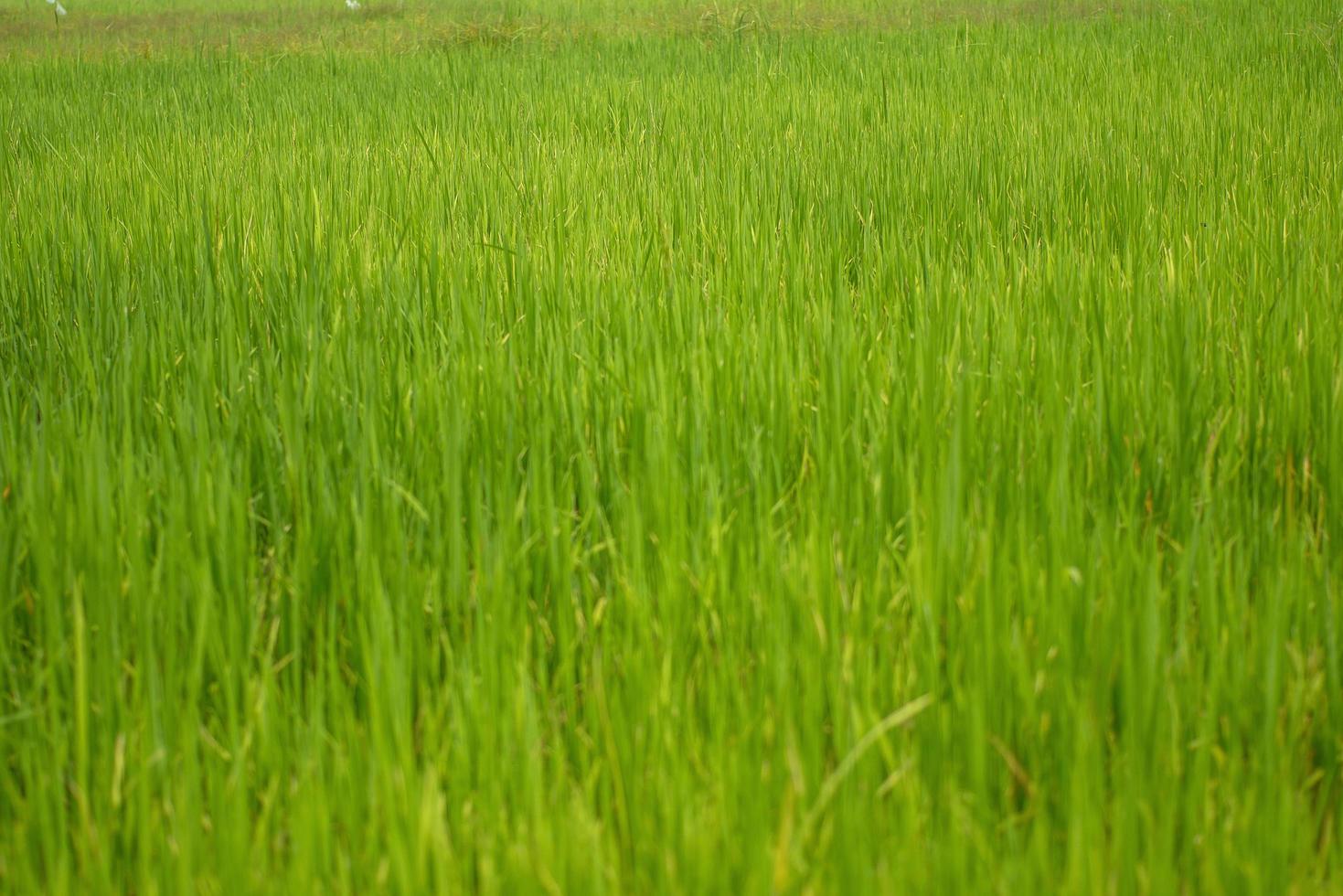 bela vista abstrata de jovens plantas de arroz, vista de campos de arroz foto