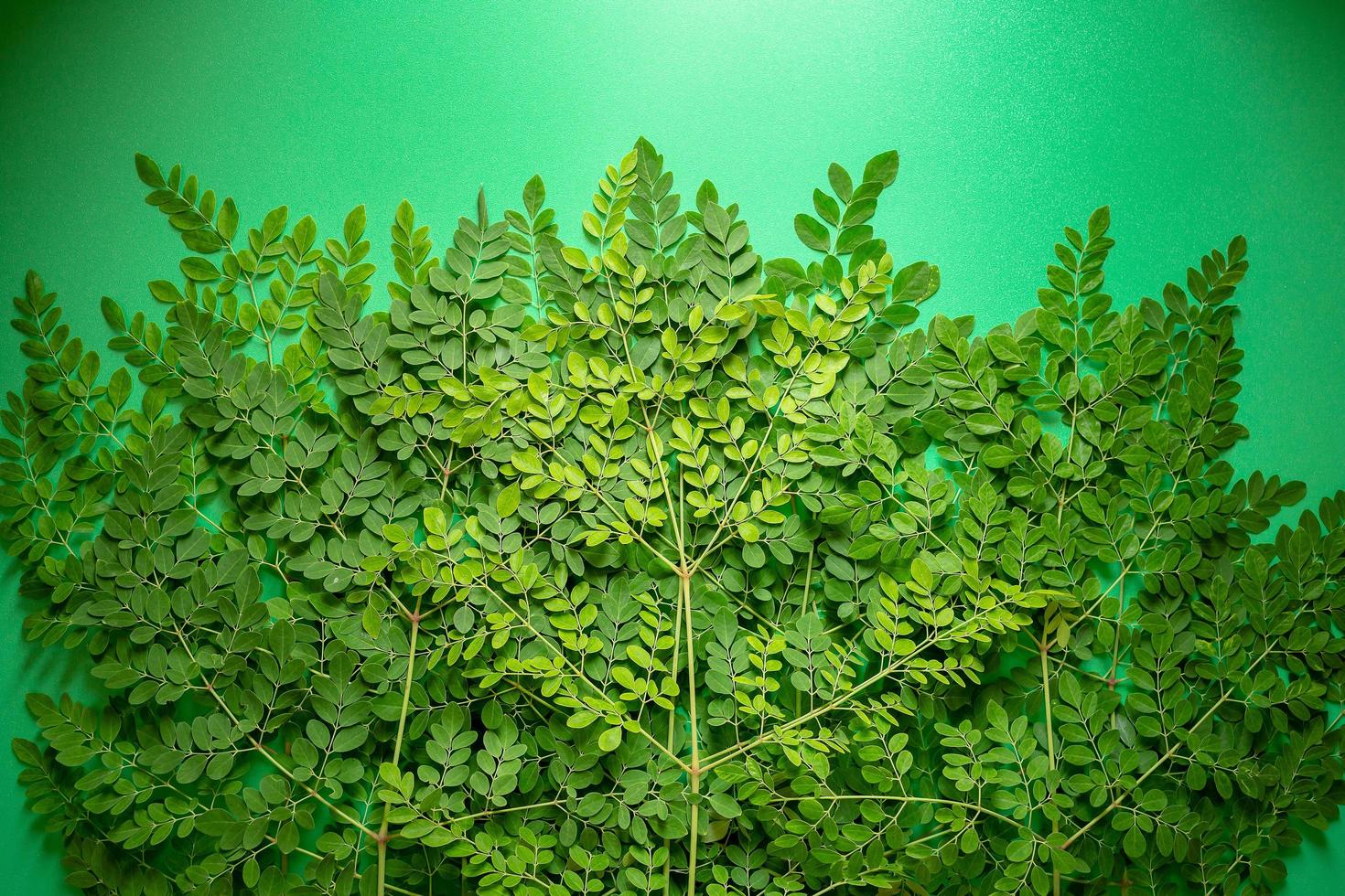 folhas verdes frescas de moringa em fundo verde foto