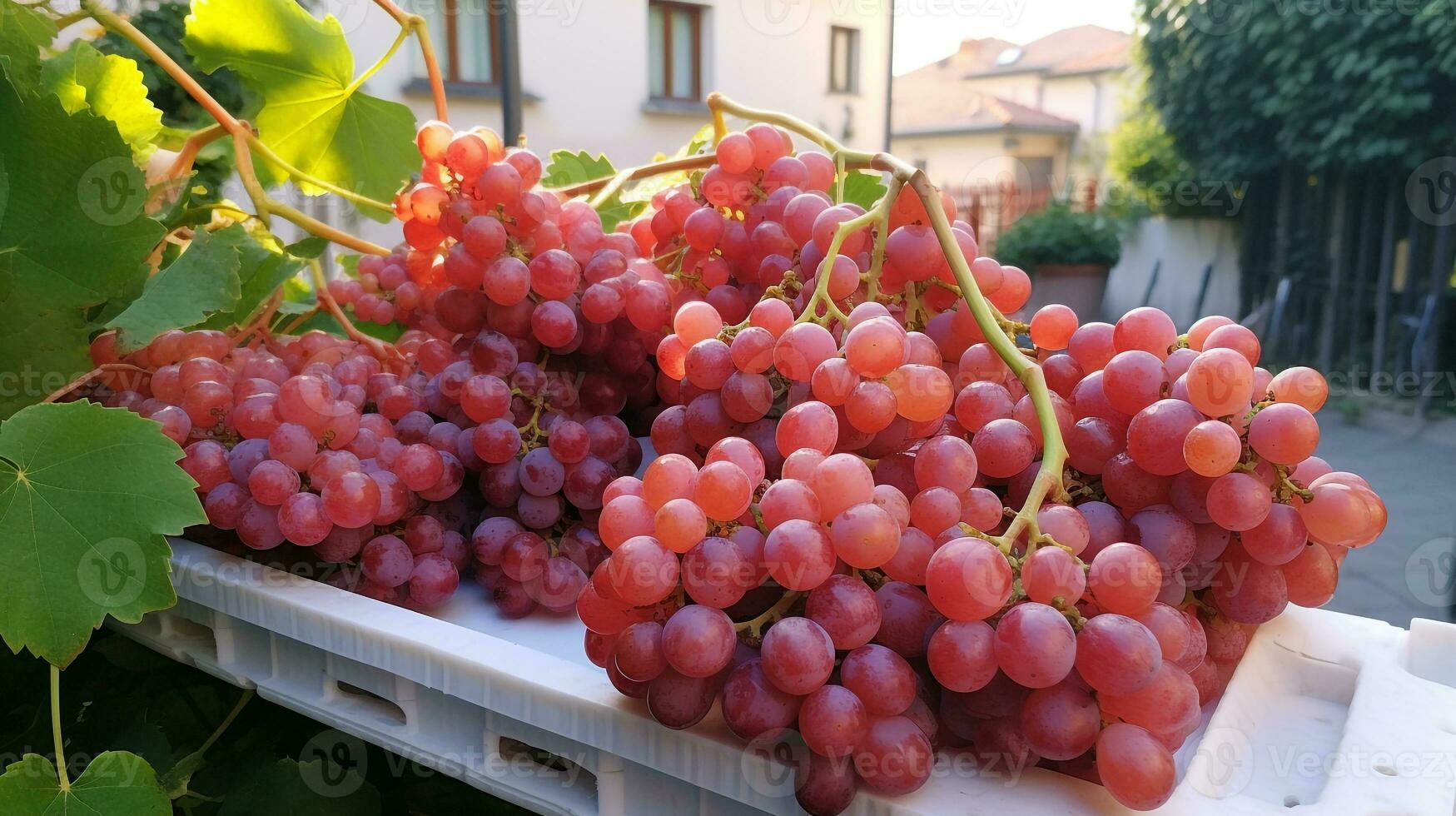 recentemente escolhido uva fruta a partir de jardim colocada dentro a caixas. generativo ai foto