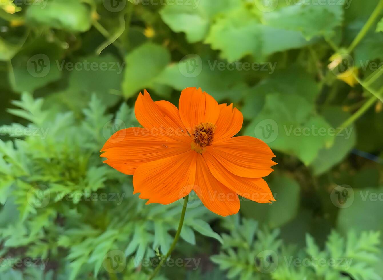 muitos tipo do selva flores, vários tipos do floresta tropical flores, Incluindo helicônias e paixão flor. foto