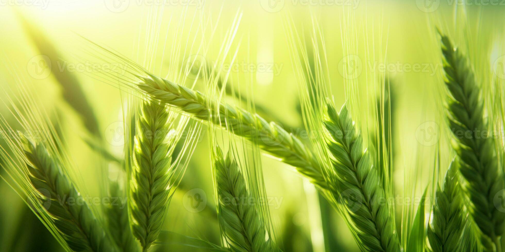 uma hipnotizante Visão do uma vibrante trigo campo. ai generativo. foto