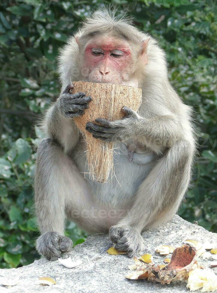 velho, branco cabelos fêmea Rhesus macaco foto