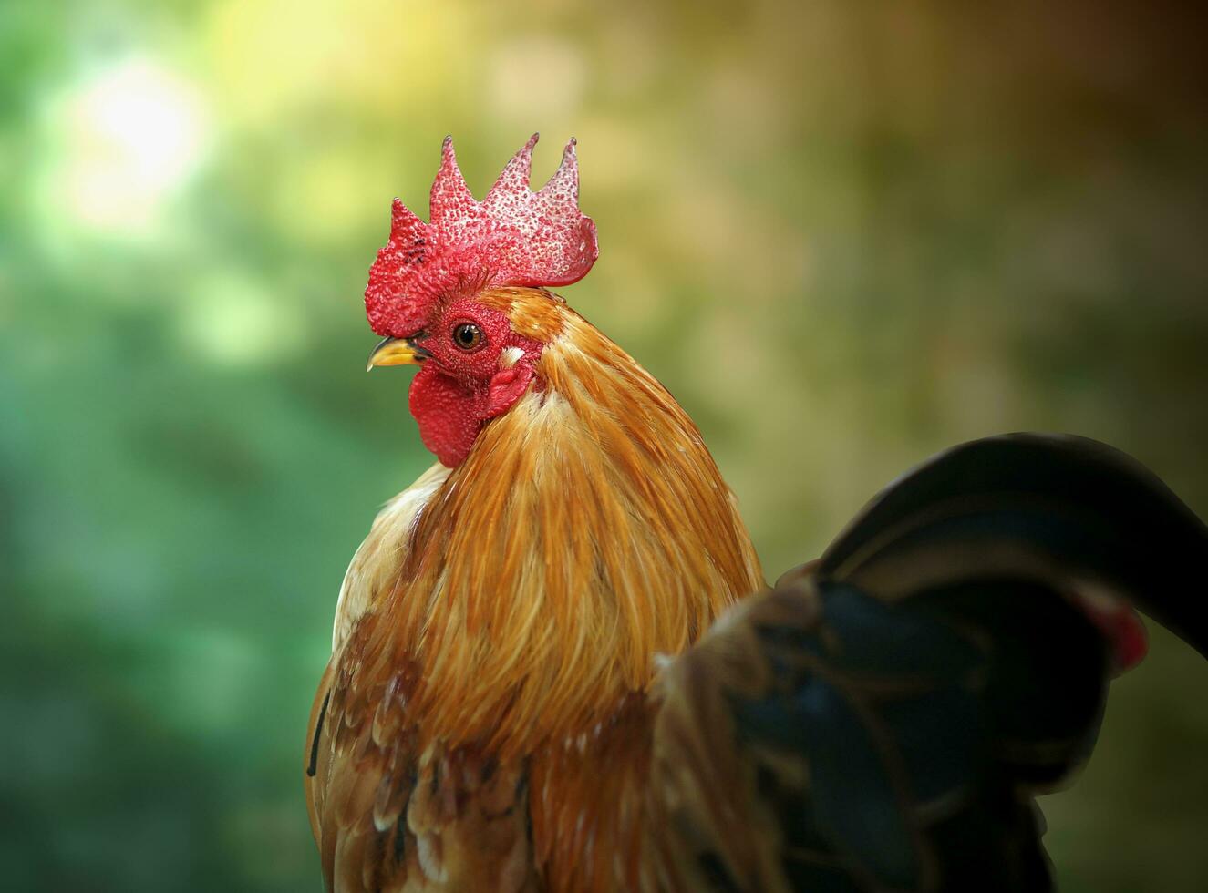 galo em uma floresta fundo com luz solar foto