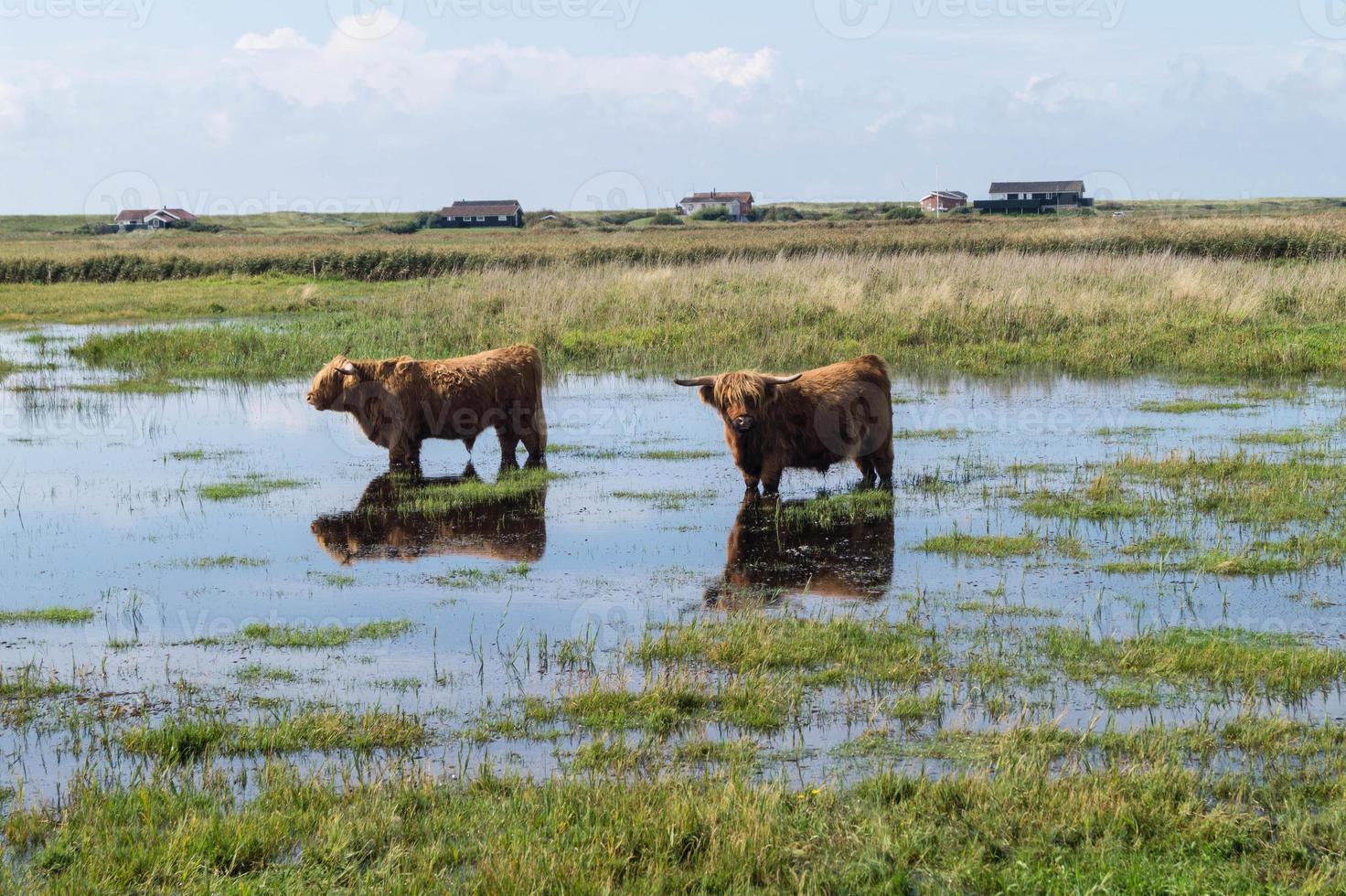 duas vacas no campo foto