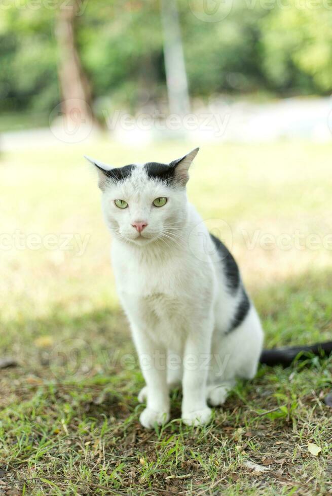 fechar acima vagabundo arlequim gato em a Relva caminhando dentro a parque foto