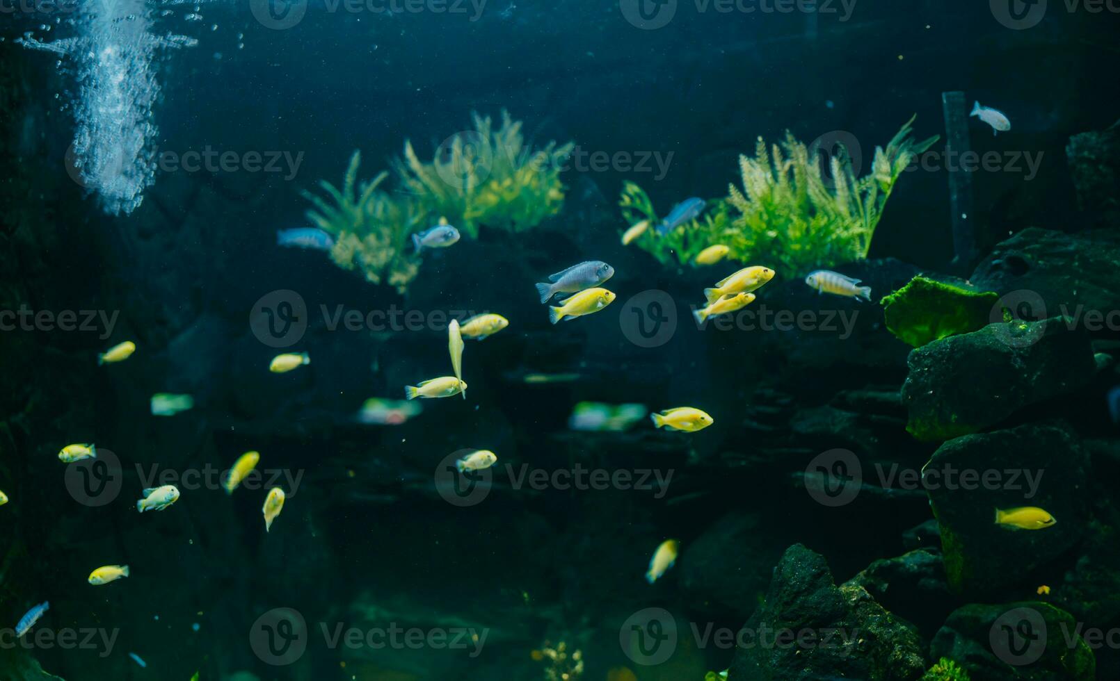 colorida pequeno peixe dentro a aquário uma variedade do diferente espécies do peixe mover belas. foto