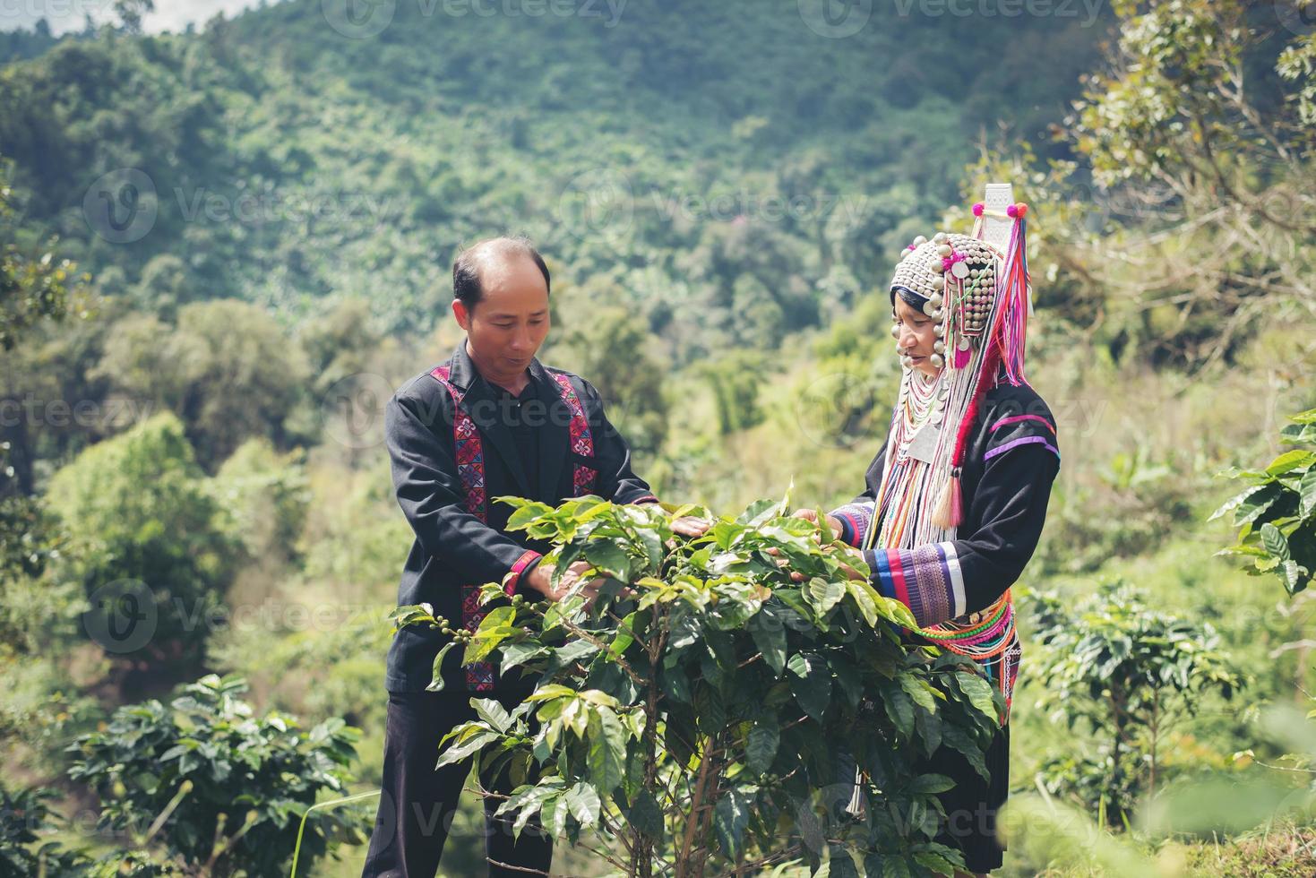 Fazendeiro Café está colhendo grãos de café em uma fazenda de café foto