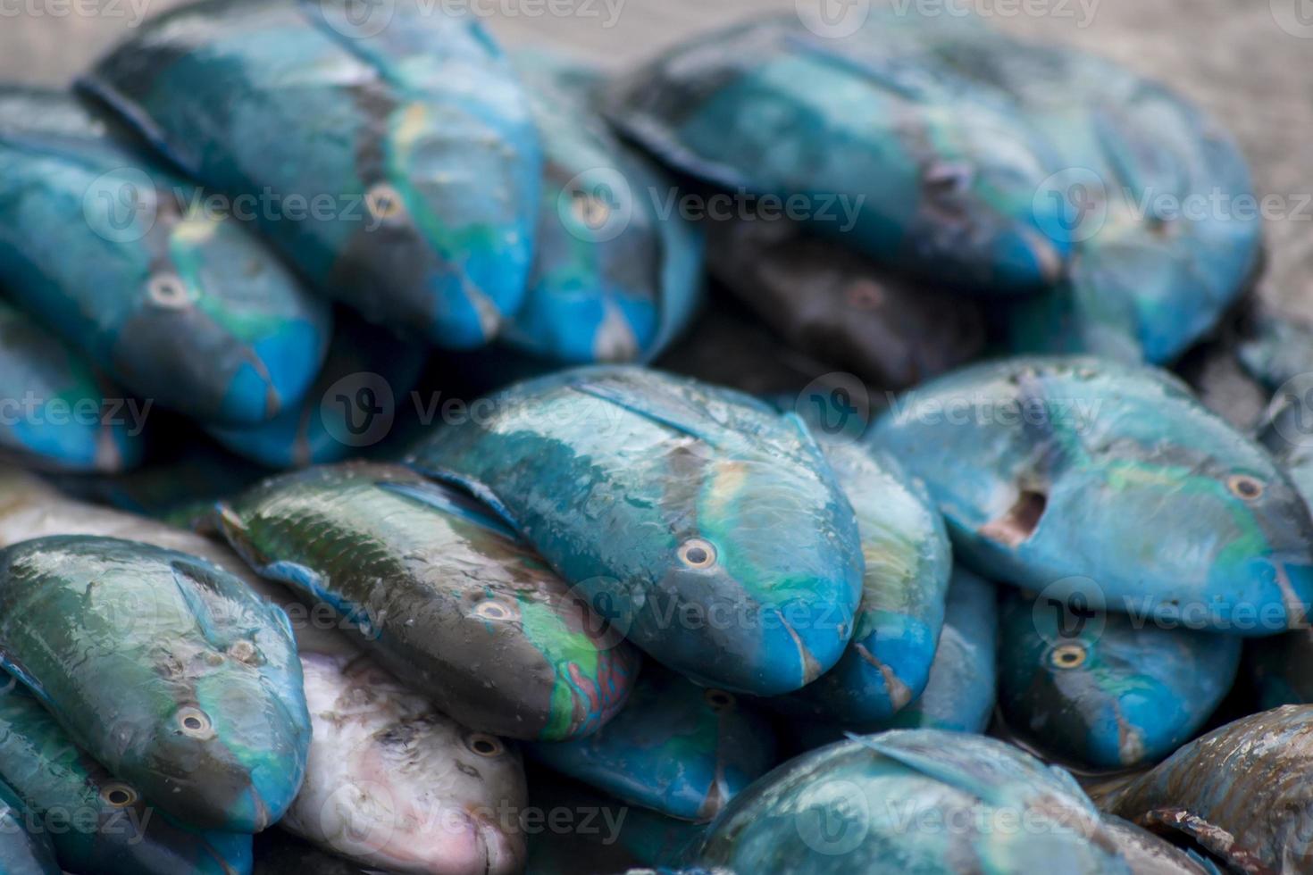 os frutos do mar variados vendidos no mercado de peixes foto