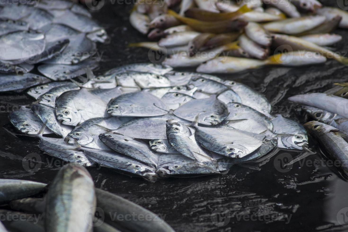 os frutos do mar variados vendidos no mercado de peixes foto