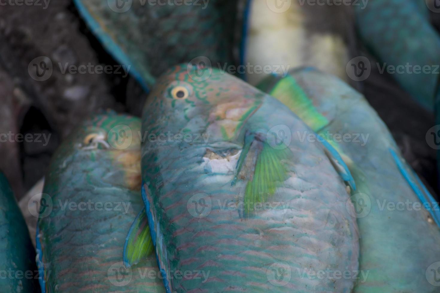 os frutos do mar variados vendidos no mercado de peixes foto