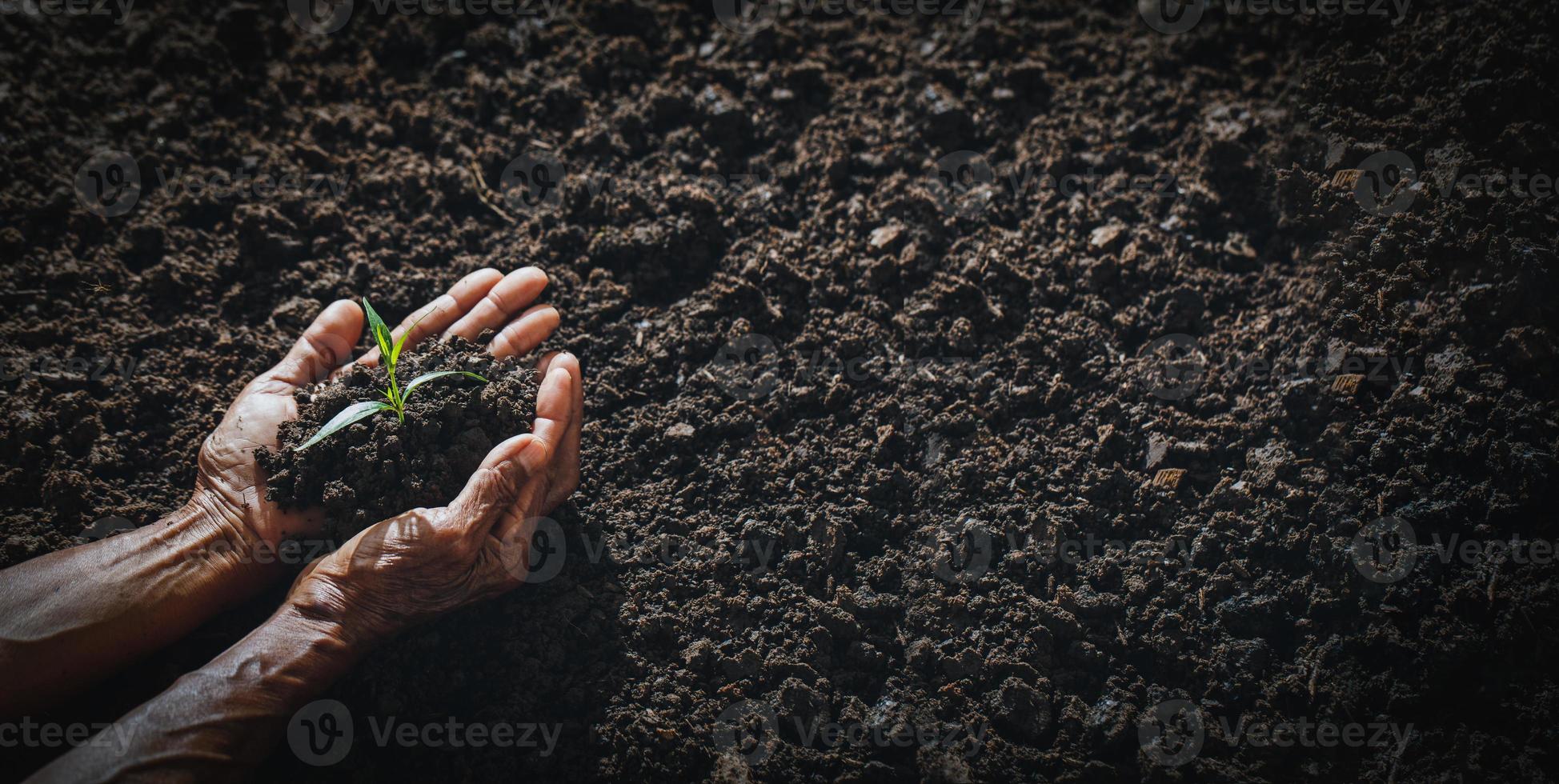 o conceito de pessoas velhas plantando coisas novas para a próxima geração. foto