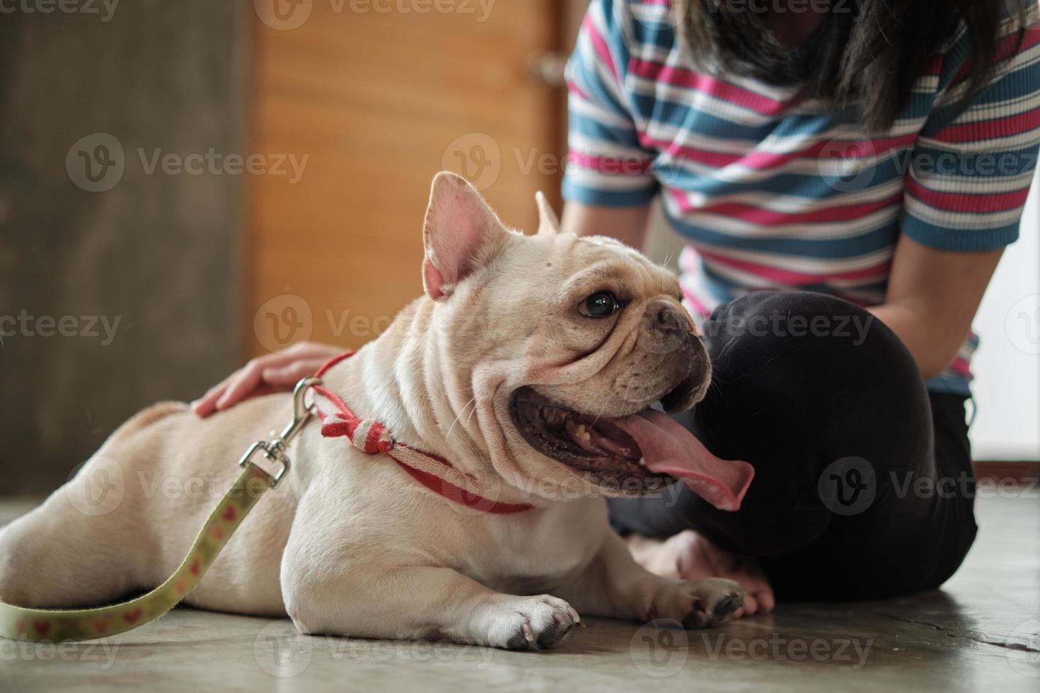 mulher casual acariciando o corpo de um lindo buldogue francês. foto