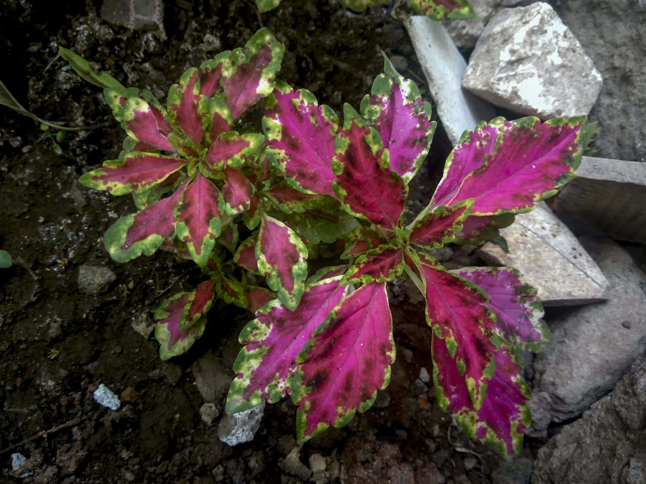 bela planta ornamental coleus verde vermelho foto