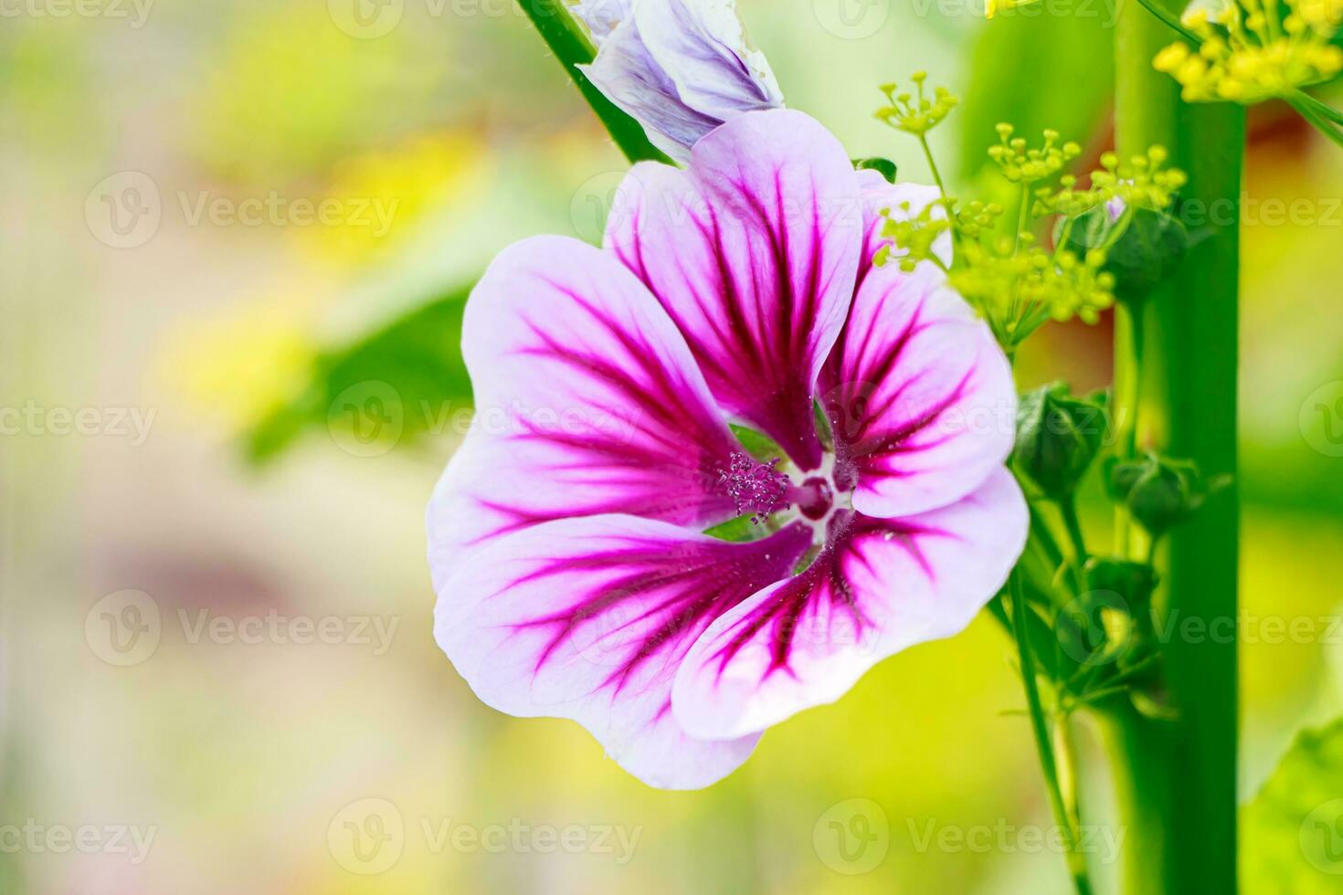 Rosa comum malva flor. foto