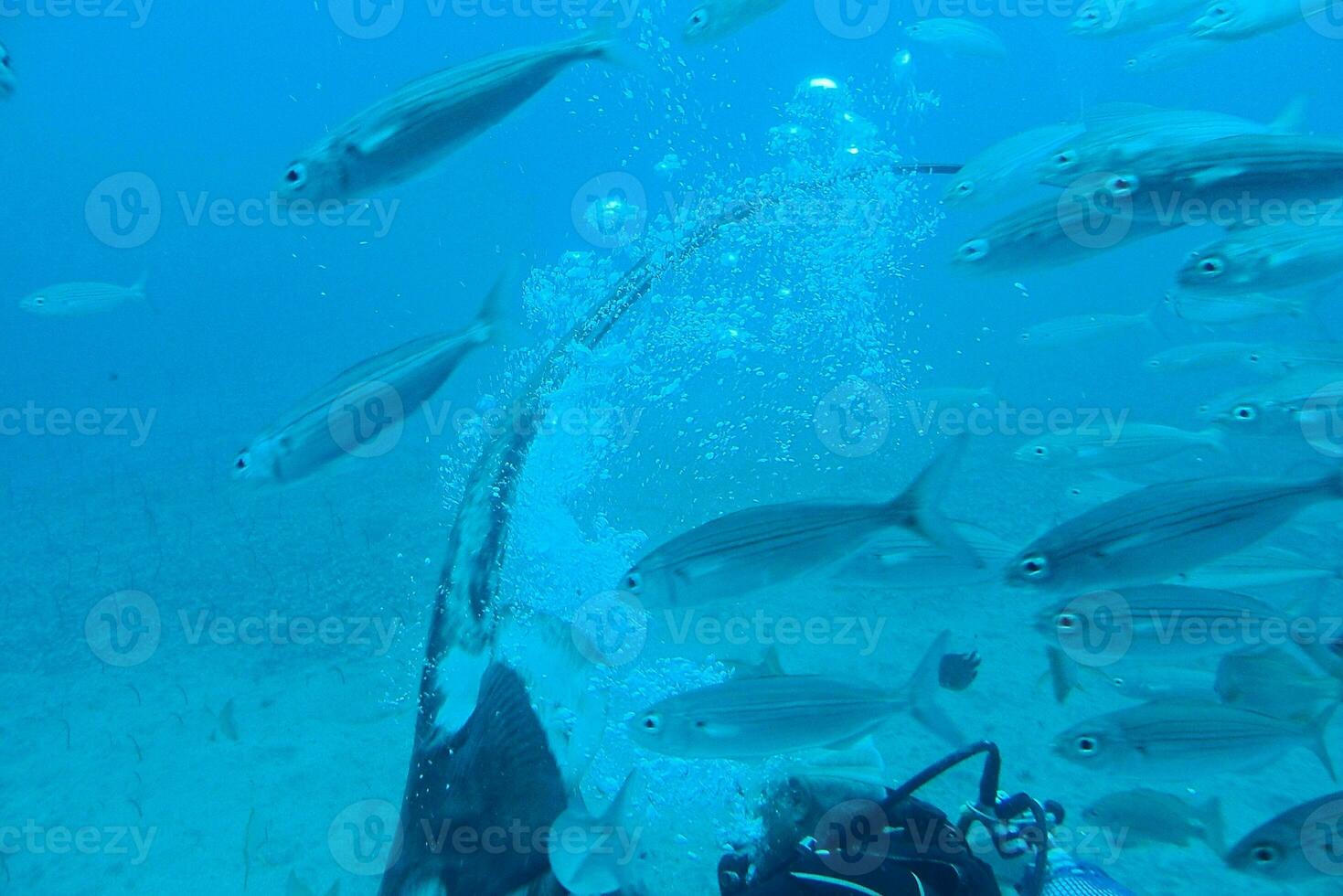 quieto calma submarino mundo com peixe vivo dentro a atlântico oceano foto