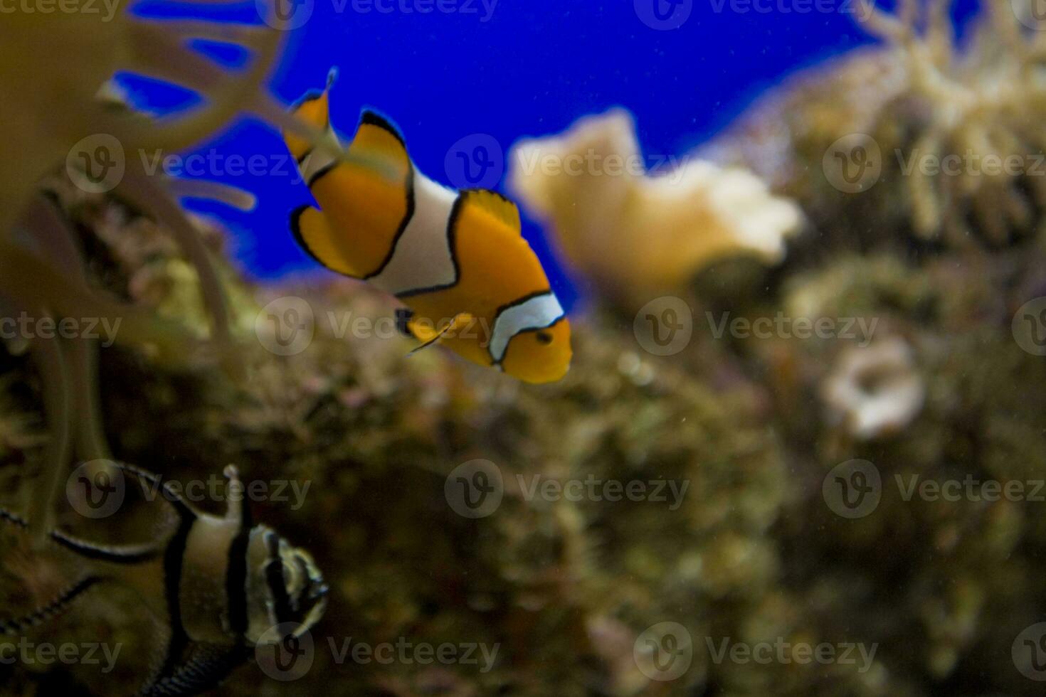 pequeno colorida palhaço peixe natação entre anêmonas dentro a azul água salgada aquário foto