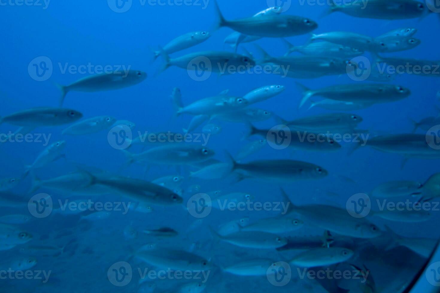 quieto calma submarino mundo com peixe vivo dentro a atlântico oceano foto