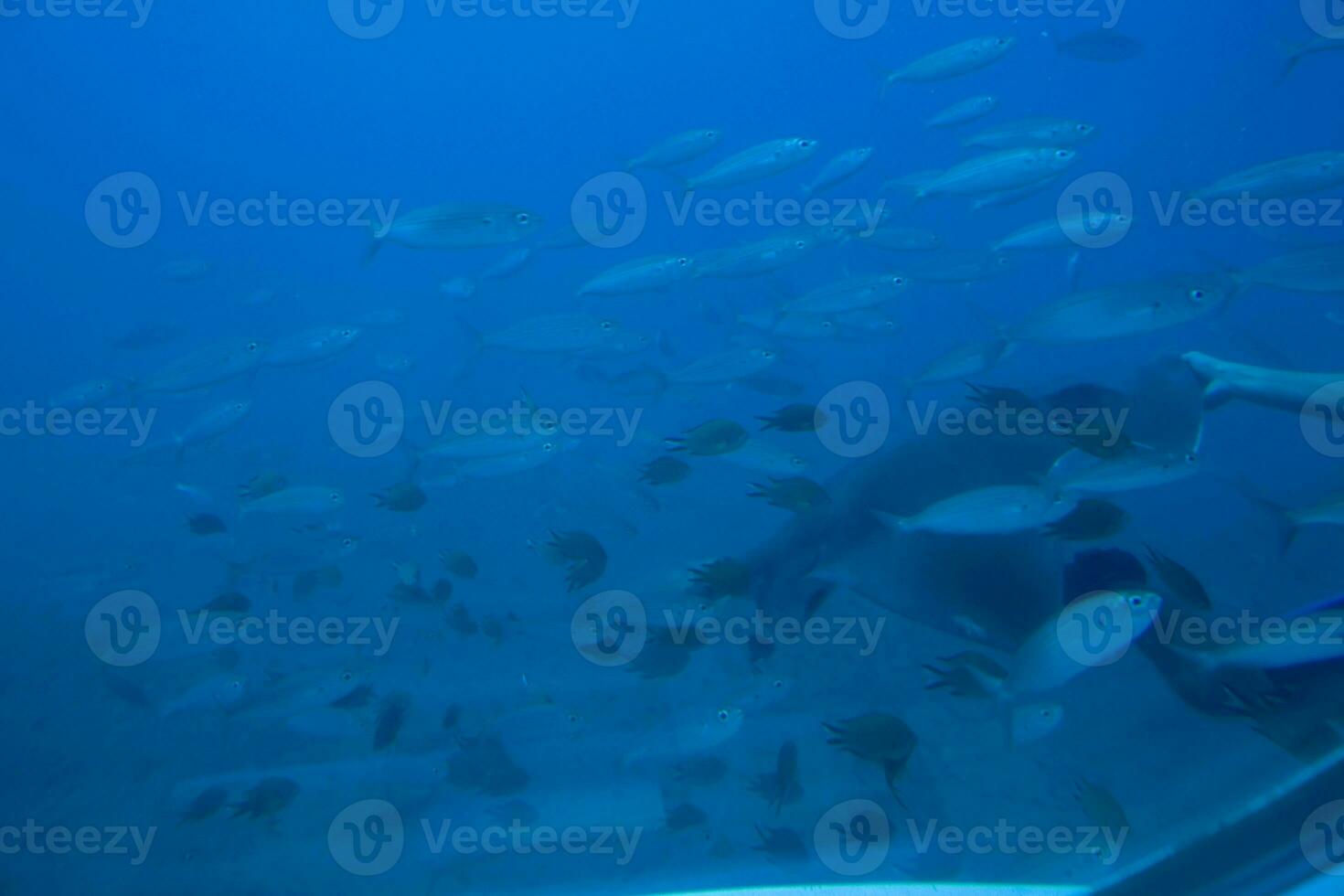 quieto calma submarino mundo com peixe vivo dentro a atlântico oceano foto