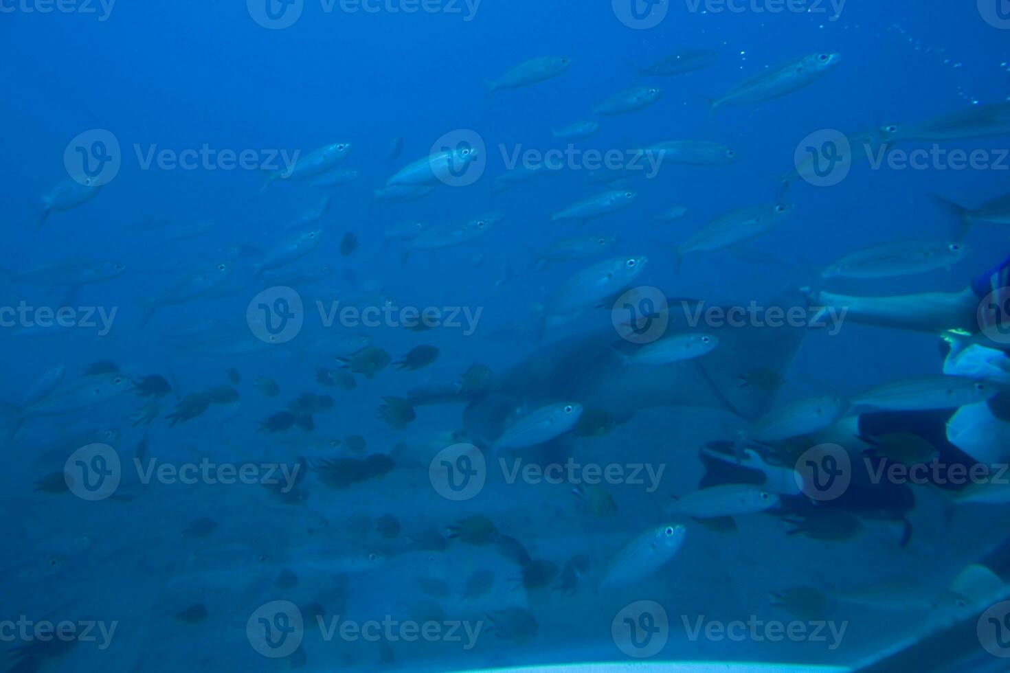 quieto calma submarino mundo com peixe vivo dentro a atlântico oceano foto