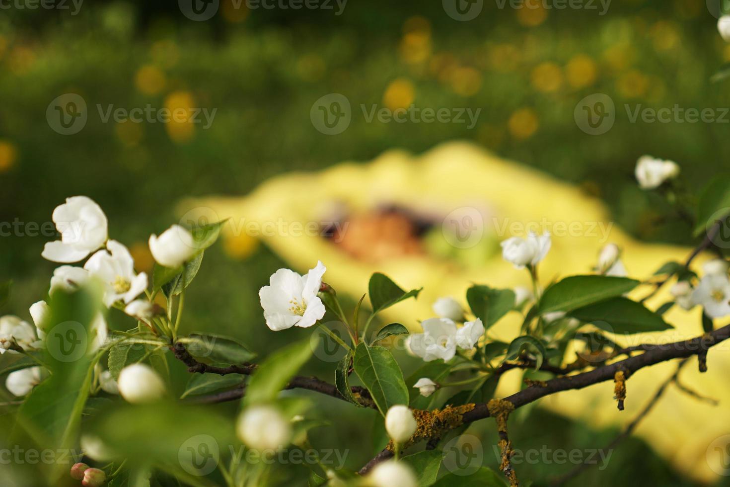 lindas flores na macieira na natureza foto