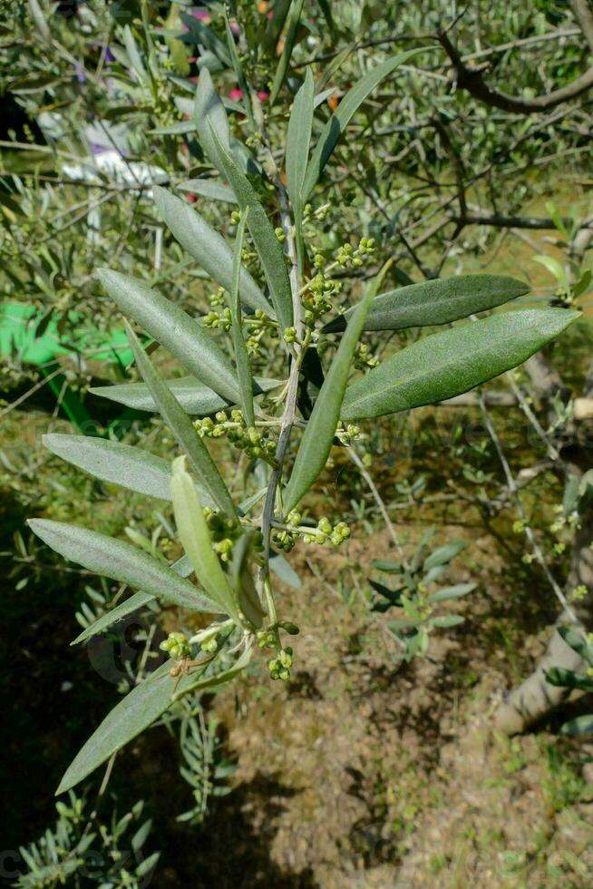 a Oliva árvore com verde folhas e flores foto