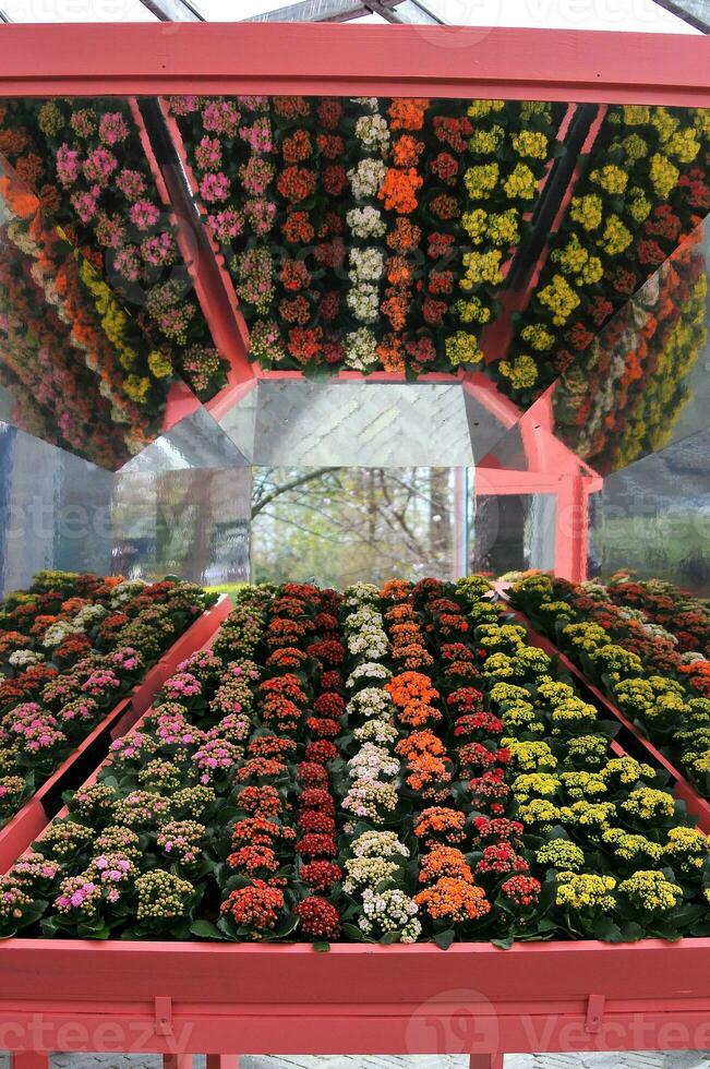 detalhe do a Keukenhof botânico jardim, localizado dentro a Holanda, a maior flor jardim dentro a mundo foto