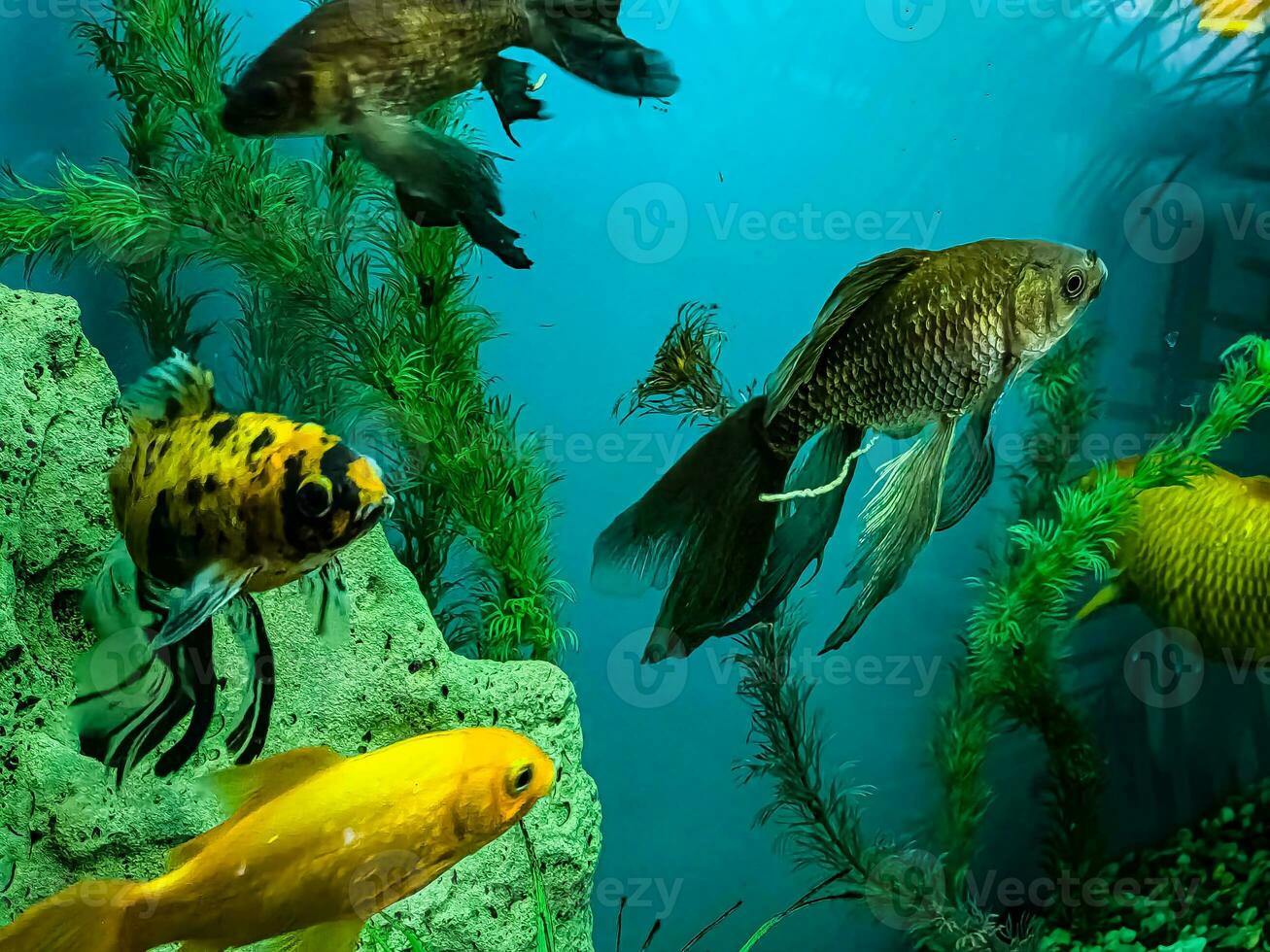 de várias multicolorido brilhante peixe nadar dentro a aquário. aquário com pequeno animais de estimação. foto