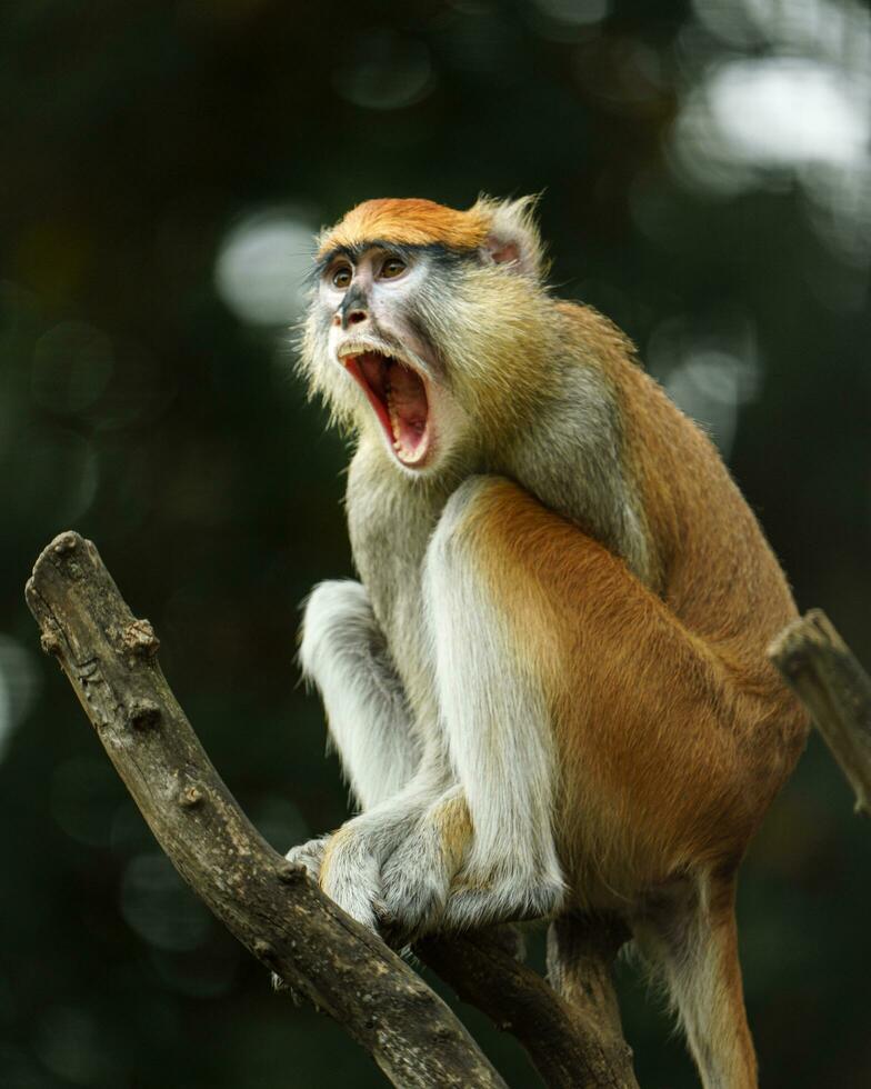 retrato do patas macaco dentro jardim zoológico foto