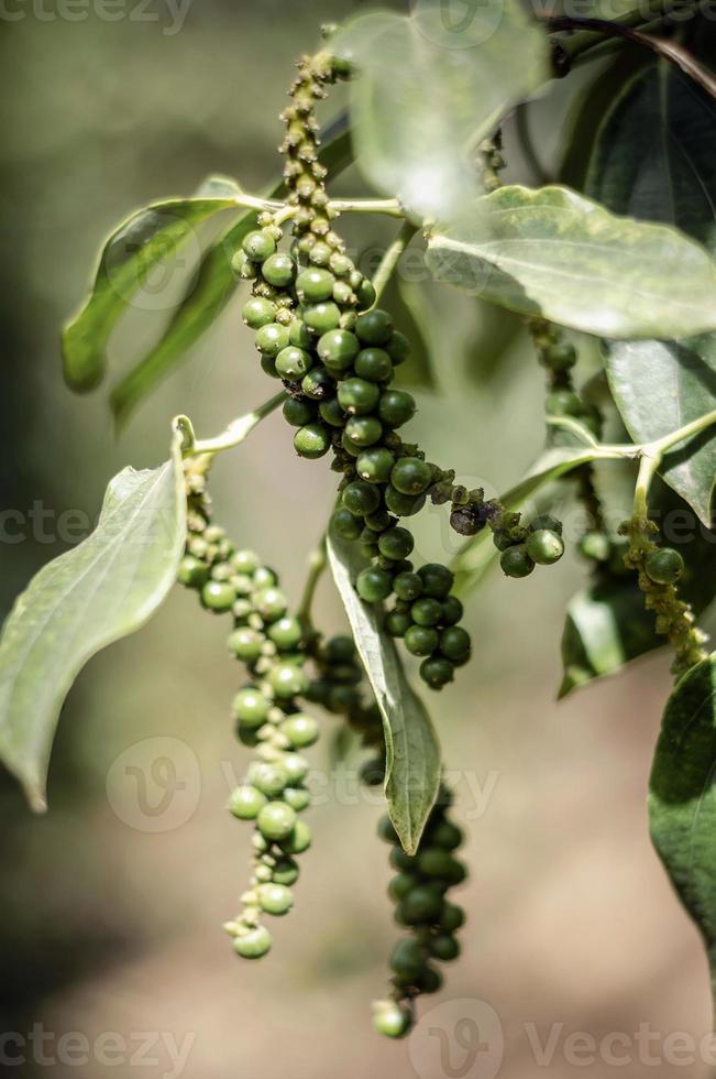 Vagens de grãos de pimenta orgânica crescendo em plantas de videira em Kampot Camboja foto