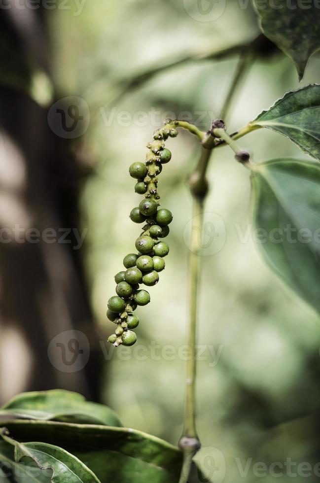 Vagens de grãos de pimenta orgânica crescendo em plantas de videira em Kampot Camboja foto