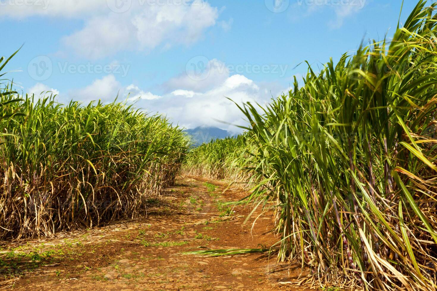 cana de açúcar plantação dentro Sainte Suzanne de la reunião foto