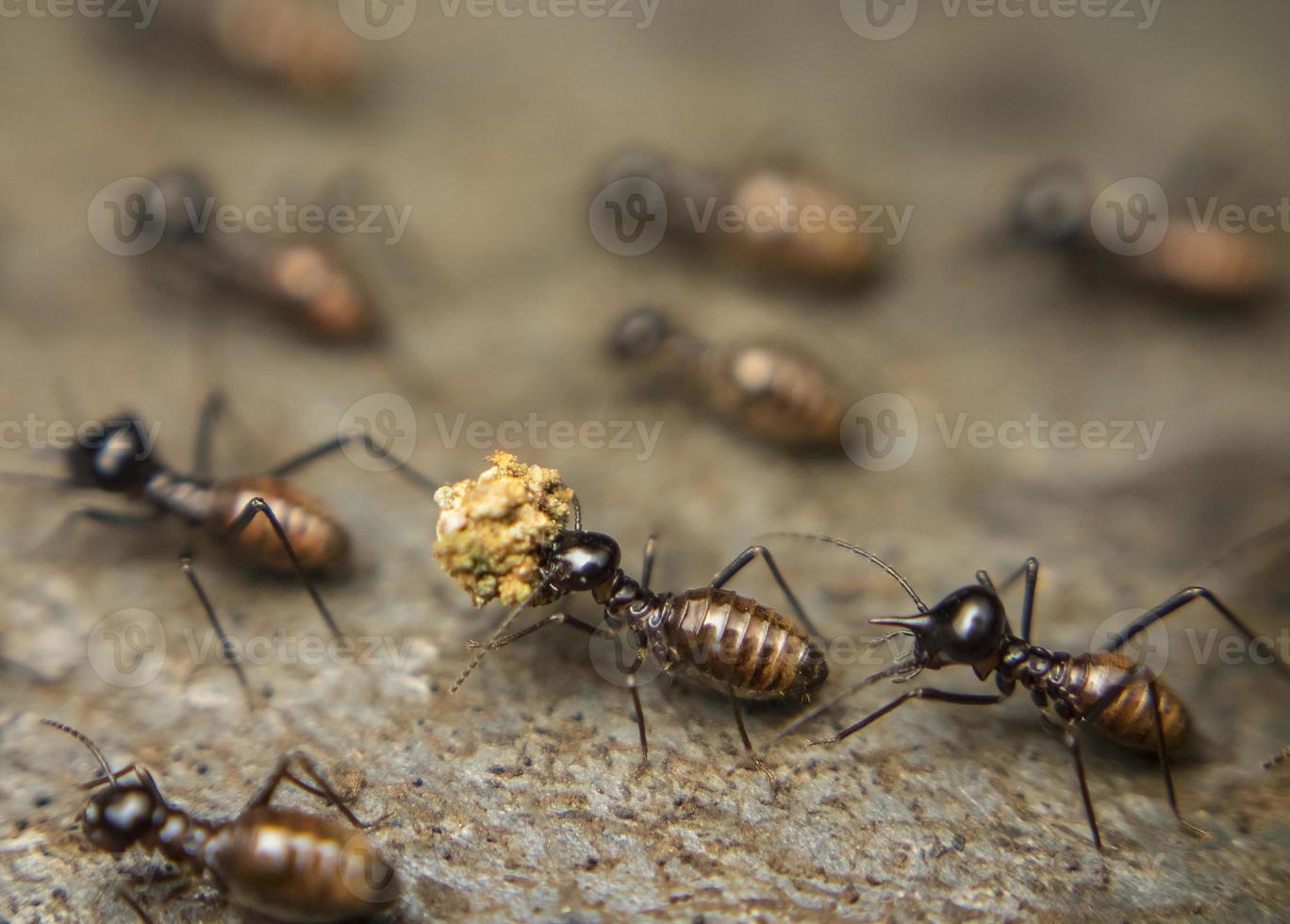 uma foto de close up de formigas carregando comida.