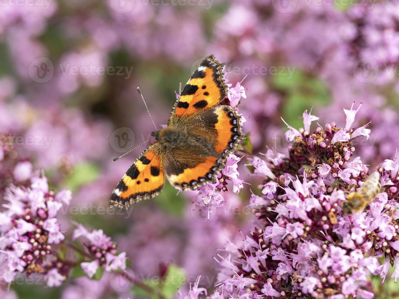 pequena borboleta de carapaça de tartaruga se alimentando de flores de orégano foto